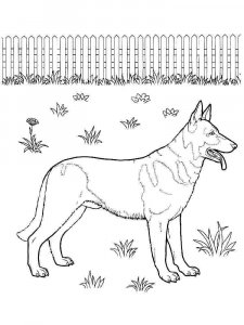 German Shepherd coloring page - picture 7