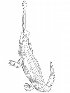 Gharial coloring page - picture 6