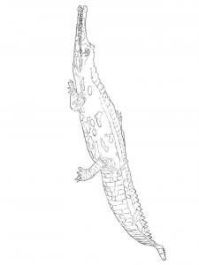 Gharial coloring page - picture 8