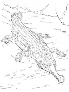 Gharial coloring page - picture 9