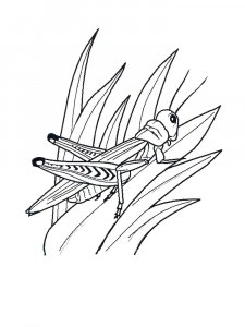 Grasshopper Coloring Pages 39