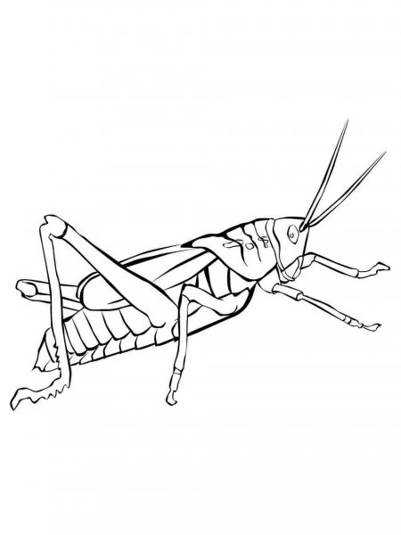 Grasshopper coloring pages