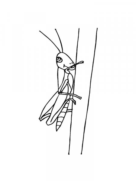 Grasshopper coloring pages