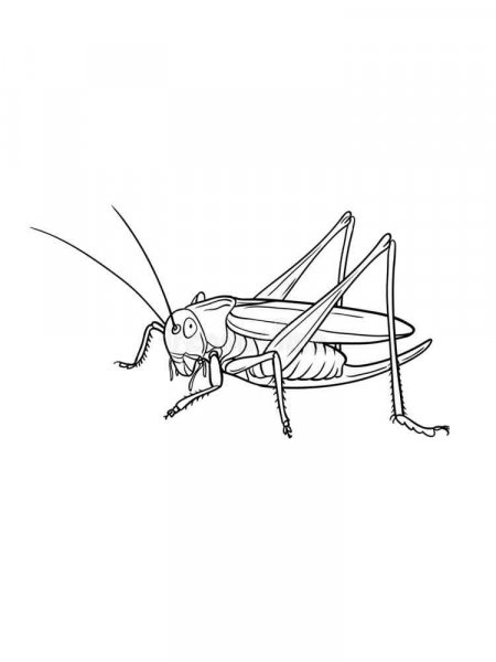 Grasshopper coloring pages