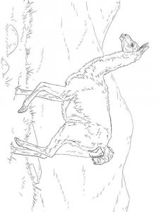 Guanaco coloring page - picture 1