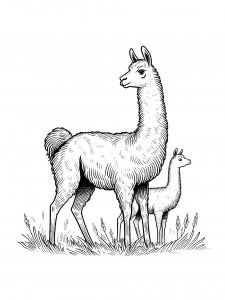 Guanaco Coloring Pages 15