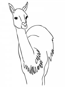 Guanaco coloring page - picture 2