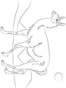 Guanaco coloring page - picture 3
