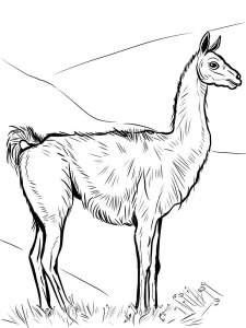 Guanaco coloring page - picture 4