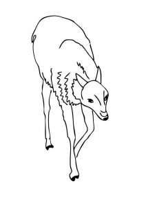 Guanaco coloring page - picture 6