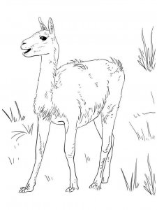 Guanaco coloring page - picture 7