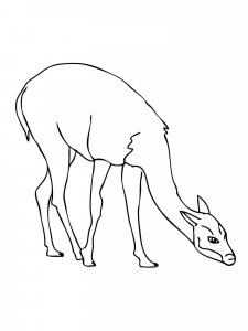 Guanaco coloring page - picture 8