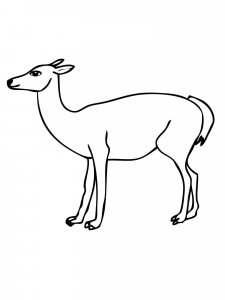 Guanaco coloring page - picture 9