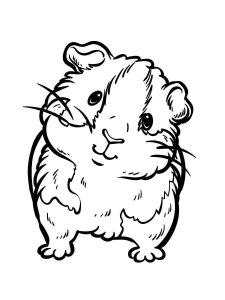 Guinea Pig coloring page - picture 1