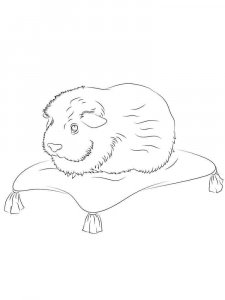 Guinea Pig coloring page - picture 13