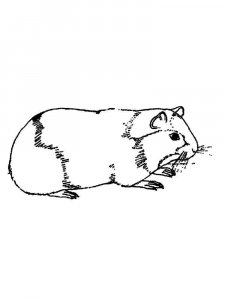 Guinea Pig coloring page - picture 15