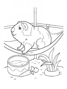 Guinea Pig coloring page - picture 16