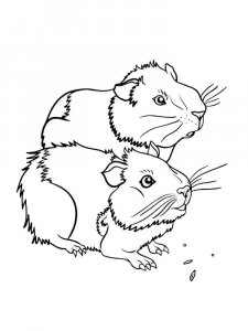 Guinea Pig coloring page - picture 17