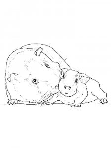 Guinea Pig coloring page - picture 18