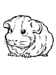 Guinea Pig coloring page - picture 2