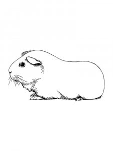 Guinea Pig coloring page - picture 20