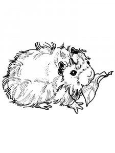 Guinea Pig coloring page - picture 21