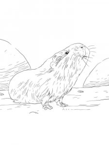 Guinea Pig coloring page - picture 22