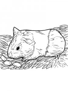 Guinea Pig coloring page - picture 23