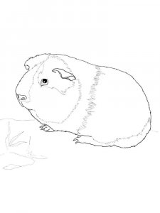 Guinea Pig coloring page - picture 24