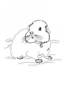 Guinea Pig coloring page - picture 25