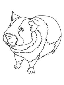Guinea Pig coloring page - picture 3