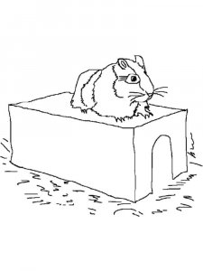 Guinea Pig coloring page - picture 30