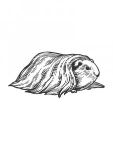 Guinea Pig coloring page - picture 31