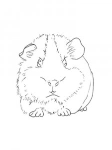 Guinea Pig coloring page - picture 32