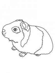 Guinea Pig coloring page - picture 6