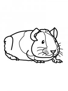 Guinea Pig coloring page - picture 9