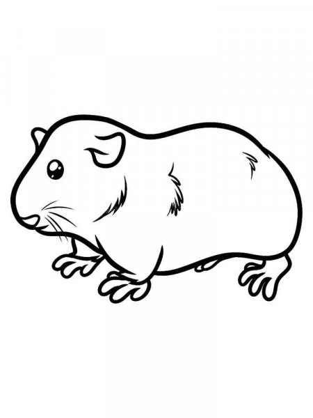 Guinea Pig Coloring Pages