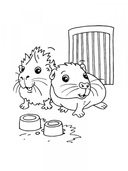 Guinea Pig coloring pages