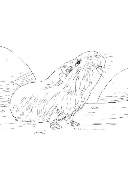 Guinea Pig coloring pages