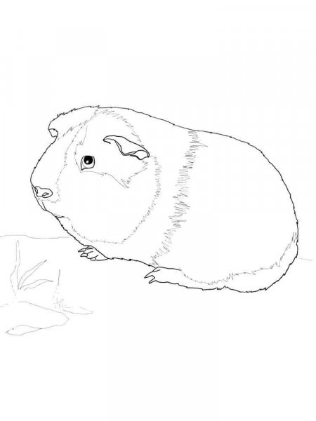 Guinea Pig coloring pages