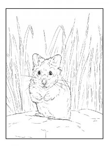 Hamster Coloring Pages 10