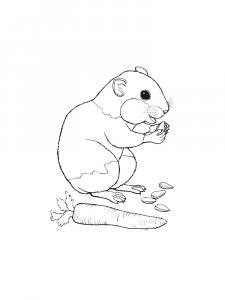 Hamster Coloring Pages 12