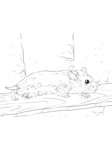 Hamster Coloring Pages 13