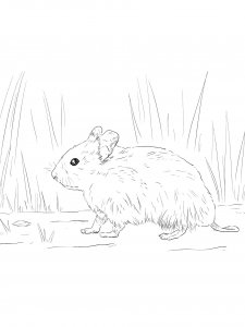 Hamster Coloring Pages 14