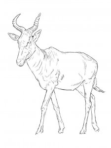 Hartebeest coloring page - picture 2