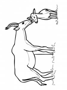 Hartebeest coloring page - picture 3