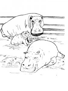 Hippo Coloring Pages 57