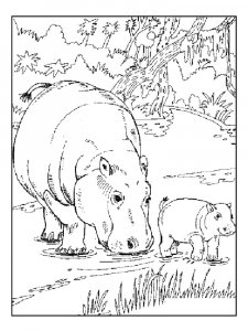 Hippo Coloring Pages 67