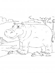 Hippo Coloring Pages 68