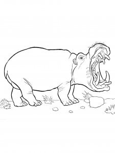 Hippo Coloring Pages 70